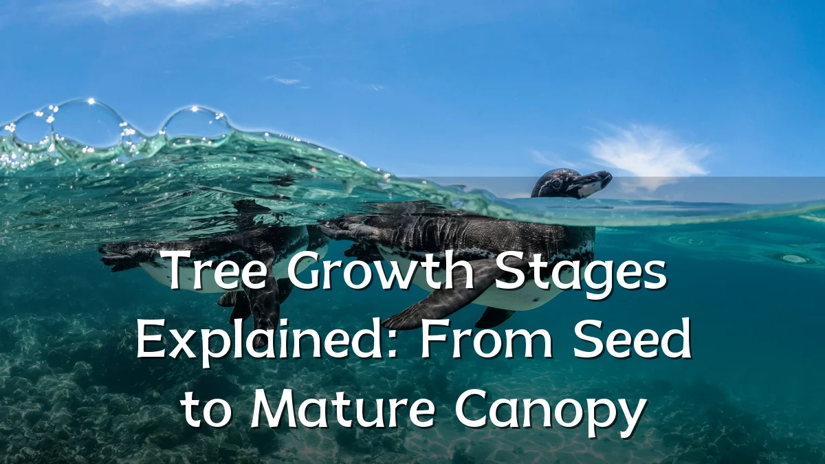 Tree Growth Stages Explained: From Seed to Mature Canopy