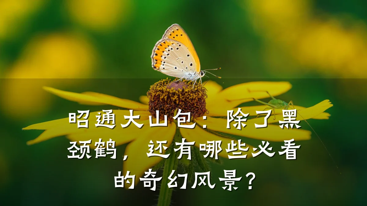 昭通大山包:除了黑颈鹤,还有哪些必看的奇幻风景?