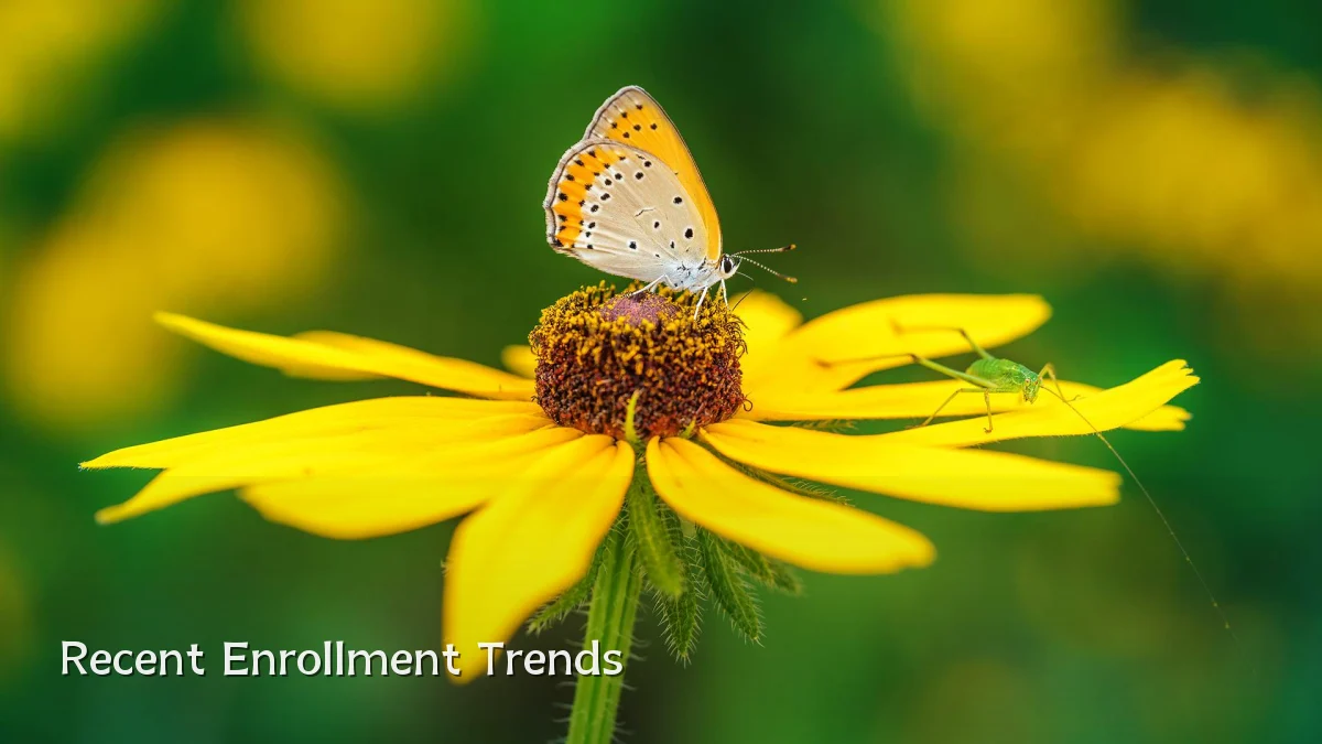 Recent Enrollment Trends